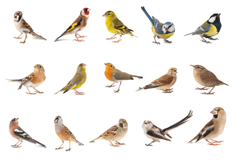 Oiseaux chanteurs