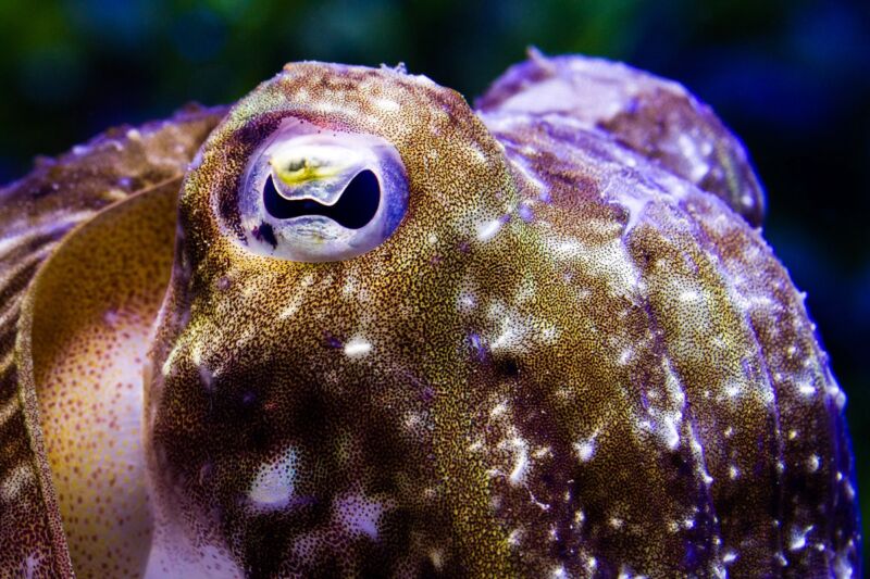 close-up of a cuttlefish head