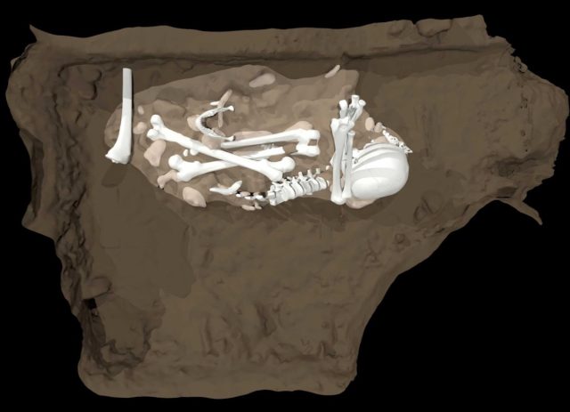 Artist’s reconstruction of the burial of an adult Homo naledi found in Feature 1 from the Dinaledi Chamber.