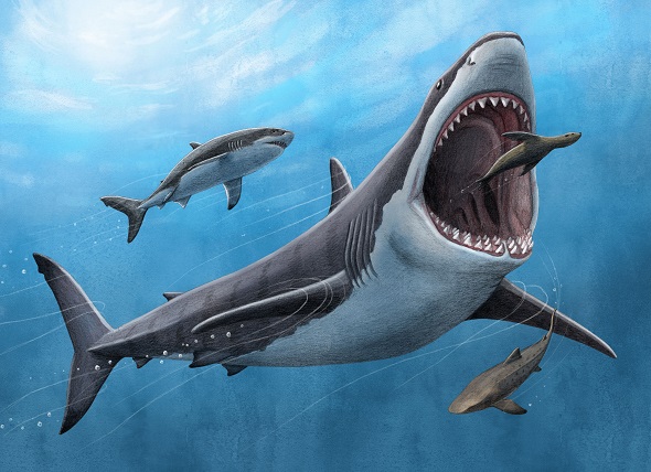 世界上最大的掠食性鲨鱼体温很高 – Ars Technica