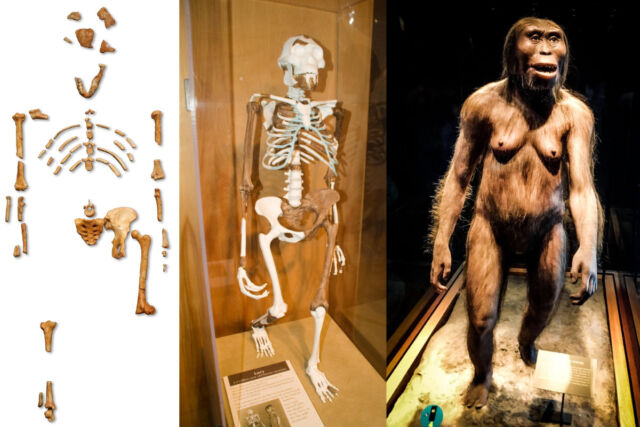 3D-Muskelrekonstruktion zeigt die 3,2 Millionen Jahre alte „Lucy“ beim aufrechten Gehen – Ars Technica