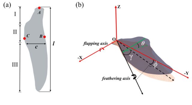 (a) Model geometryczny skrzydła pingwina i (b) schemat kinematyki przedstawiający osie, kąty trzepotania, pióra i odchylenie.