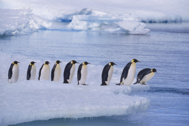 Emperor penguins line up at water's edge at Flutter Colony, Antarctica. Numbers of this charismatic species are decreasing; it is listed as <a href="https://www.iucnredlist.org/species/22697752/157658053">near threatened</a> on the IUCN’s Red List.