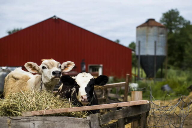 Cows were found with high levels of PFAS at a farm in Maine.