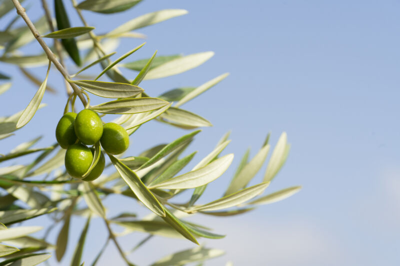 close-up of olive branch on tree