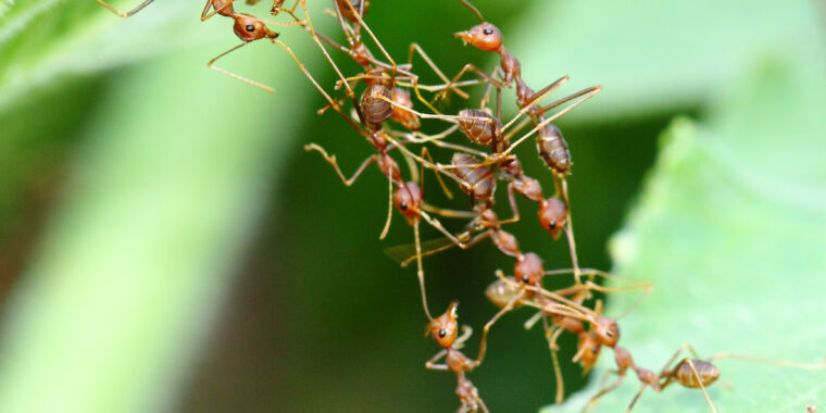 Les fourmis estiment la distance avant de construire une échelle à partir de leur corps