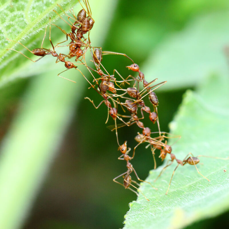 a group of reddish ants forming a bridge between two green leaves with their body.