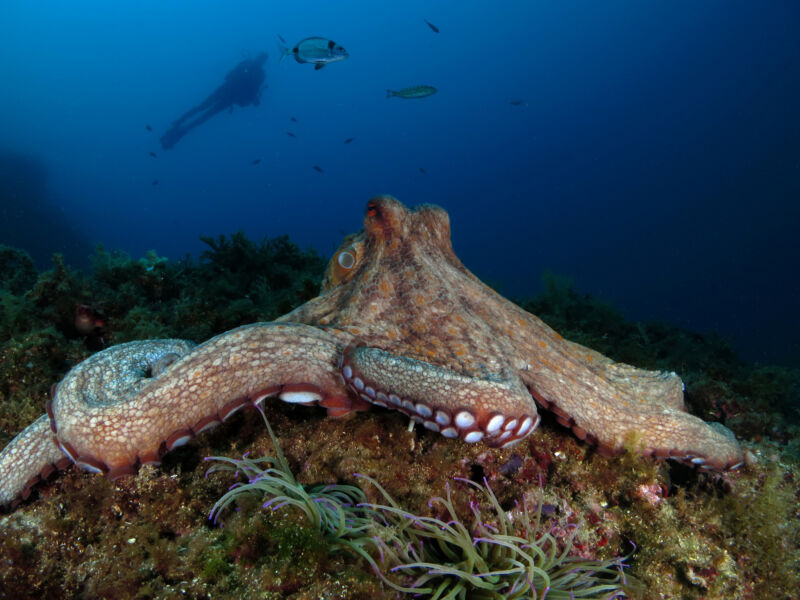 Image of an octopus lying on a reef, with a diver in the background.