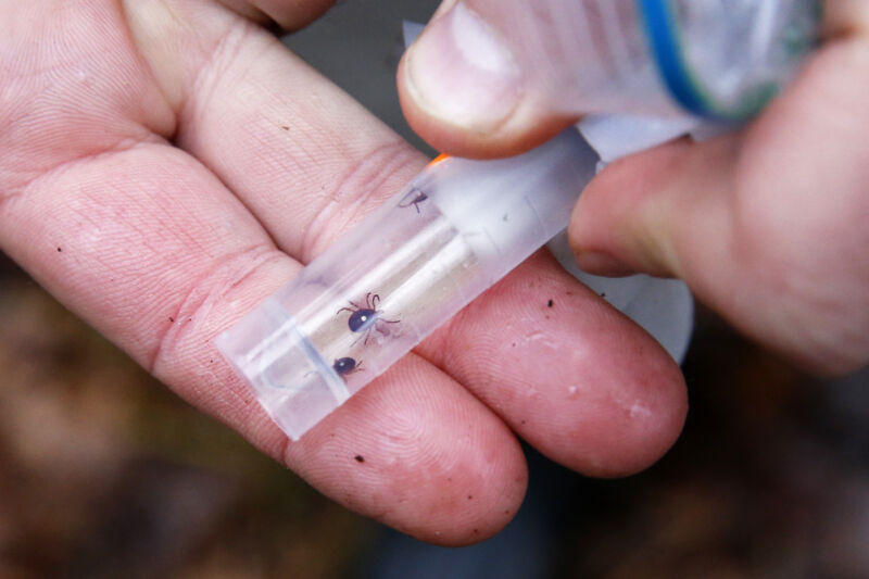 A vector ecologist displays a vial of live lone star ticks.