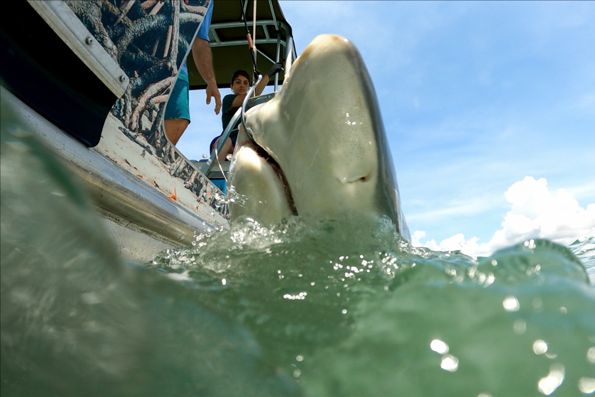 It’s crafty, fish-stealing sharks vs. anglers in NatGeo’s Bull Shark ...