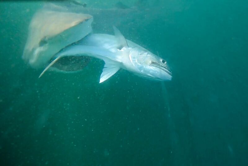 Spydro camera image of a bull shark stealing a fish on the team's line.