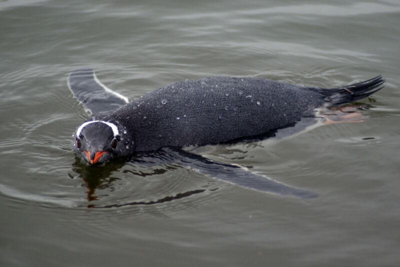 A gentoo penguin swimming