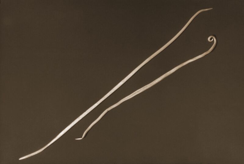 In this 1960 photograph are two, <em>Ascaris lumbricoides</em> nematodes, i.e., roundworms. The larger of the two is the female of the species, while the normally smaller male is on the right. Adult female worms can grow to over 12 inches in length.