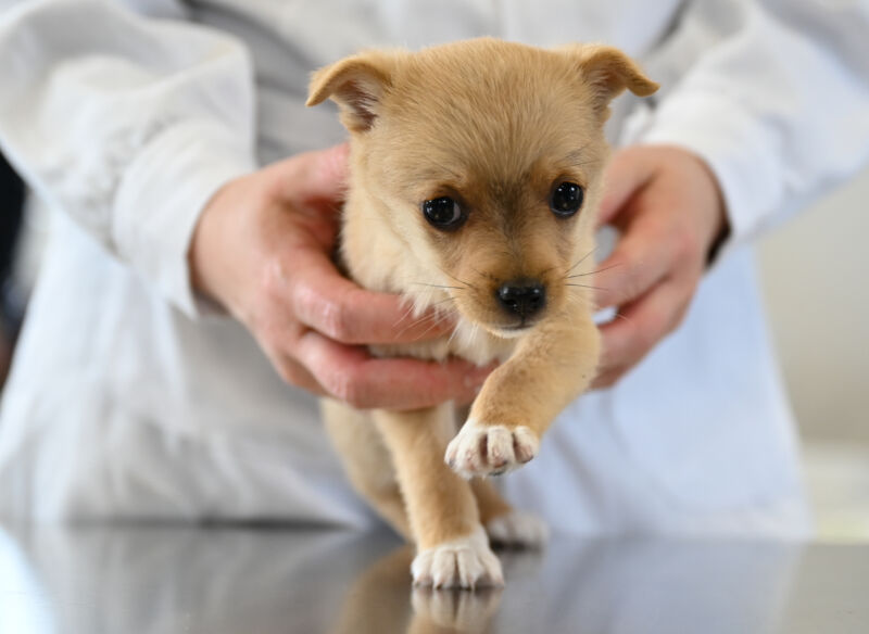 A very good boy gets a check-up with a veterinarian. 