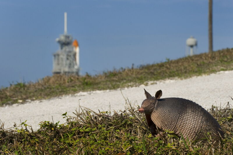 An armadillo prepares to cross a gravel road as the space shuttle Endeavour rests on the launch pad at Kennedy Space Center before the scheduled launch of STS-130 in Cape Canaveral, Florida, February 4, 2010.