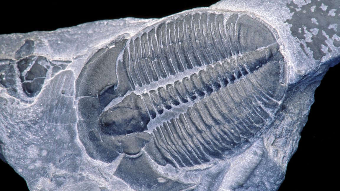 The trade-off that helped some trilobites survive mass extinctions