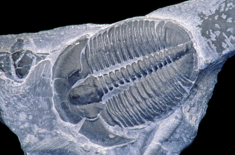 The Tradeoff That Helped Some Trilobites Survive Mass Extinctions – Ars Technica