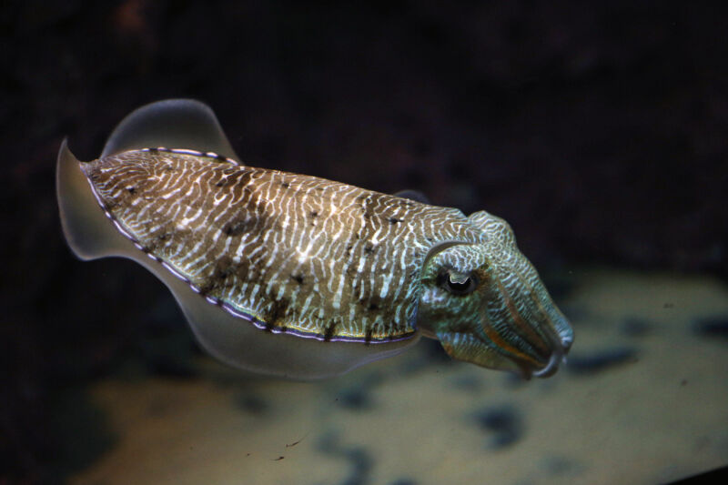 A cuttlefish swims in an aquarium