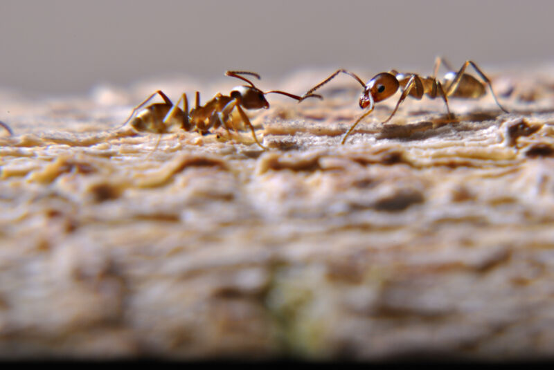 Two small ants face each other and touch antennas.