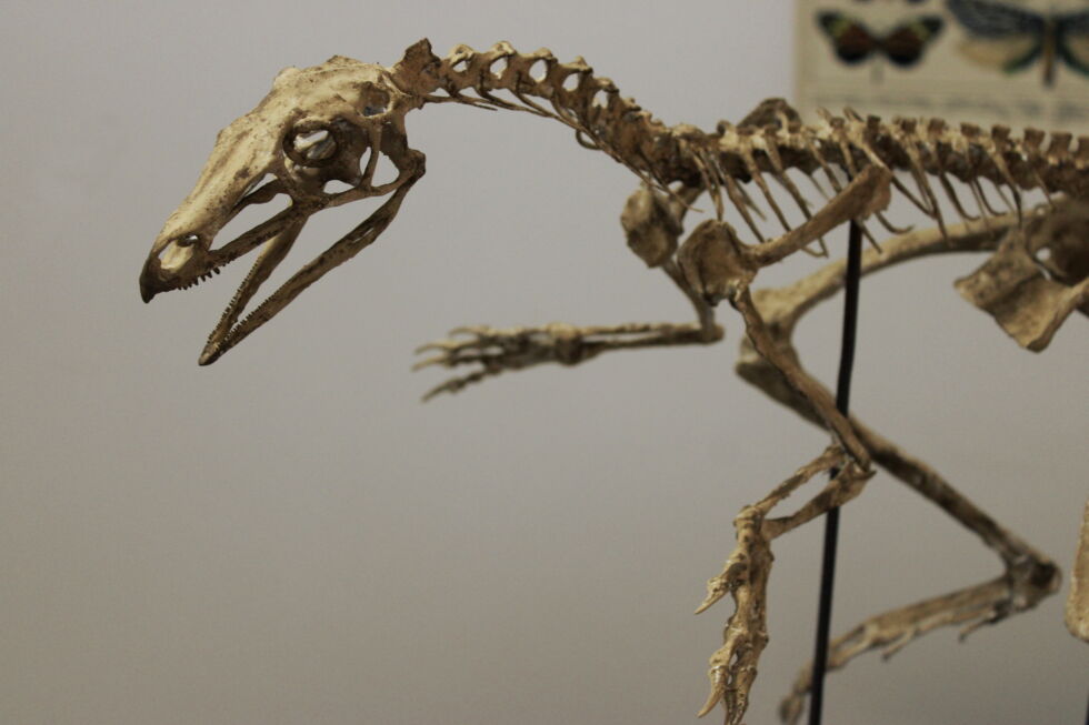 Una reconstrucción del esqueleto completo basada en los restos parciales identificados hasta el momento.