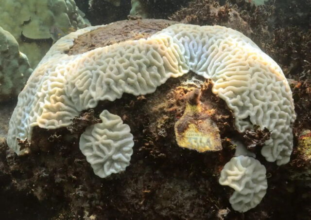 Un montículo blanqueado de coral en el sitio de monitoreo de Cheeca Rocks en el Santuario Marino Nacional de los Cayos de Florida que había sido etiquetado previamente muestra el esqueleto de coral.
