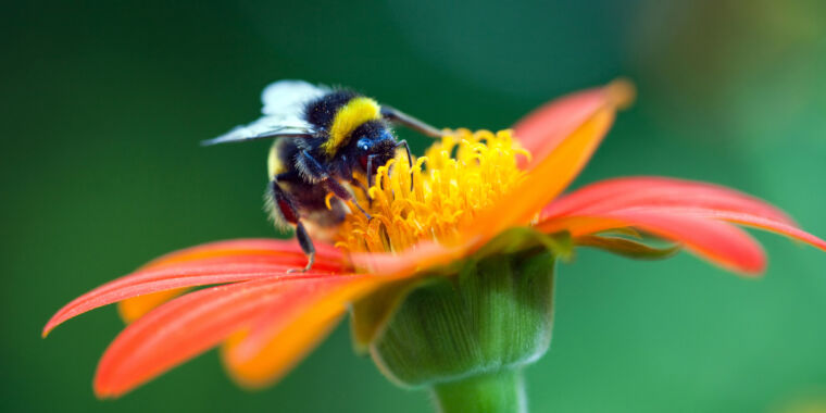 Why we desperately need wild bees