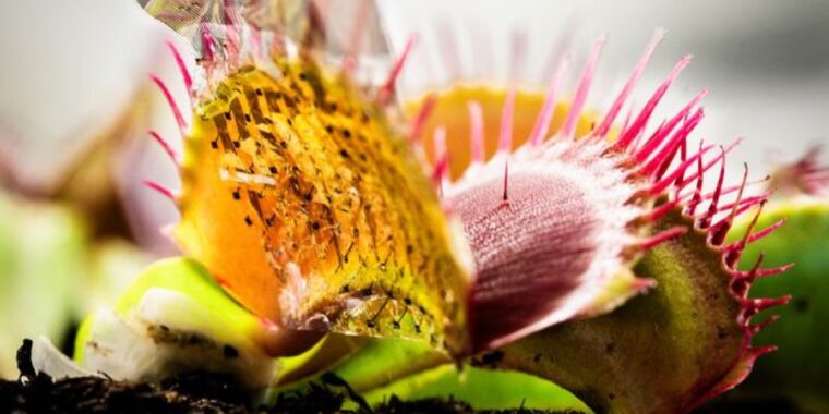 This bioelectronic gadget lets scientists map electrical alerts of the Venus flytrap