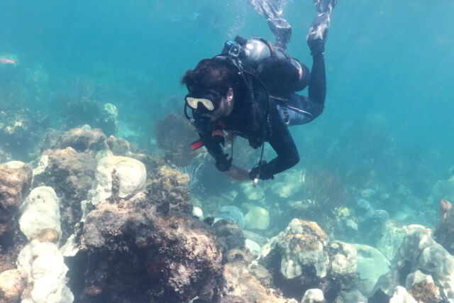 Ian Enochs, a research ecologist and lead of NOAA’s Atlantic Oceanographic and Meteorological Lab Coral Program, found that every coral in the Cheeca Rocks area had bleached by August 1, 2023.