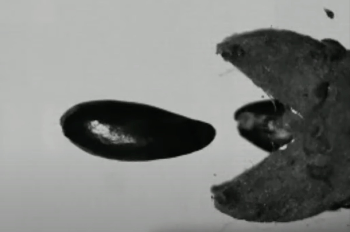 Pew, pew, pew! These plants shoot out their seeds like bullets - Ars  Technica