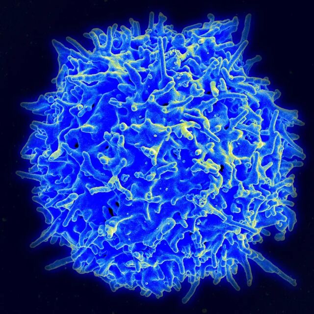 T cells play an important role in fighting against disease.
