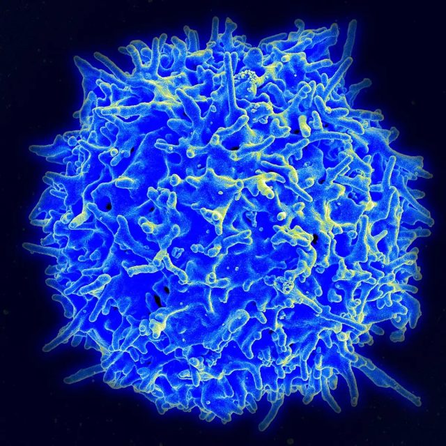 T cells play an important role in fighting against disease.