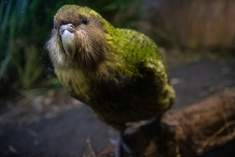 Image of a large, green parrot.