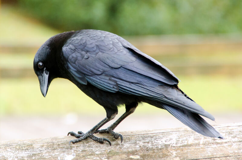 a raven standing on a fence with its head tilted.