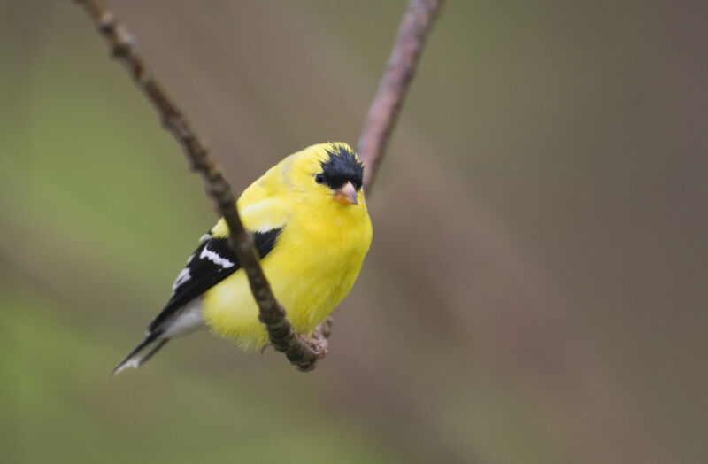 Image of a bright yellow bird sitting on a small branch.