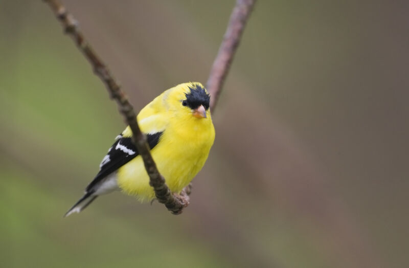 Image of a bright yellow bird perched on a small branch.