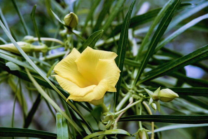 yellow oleander.