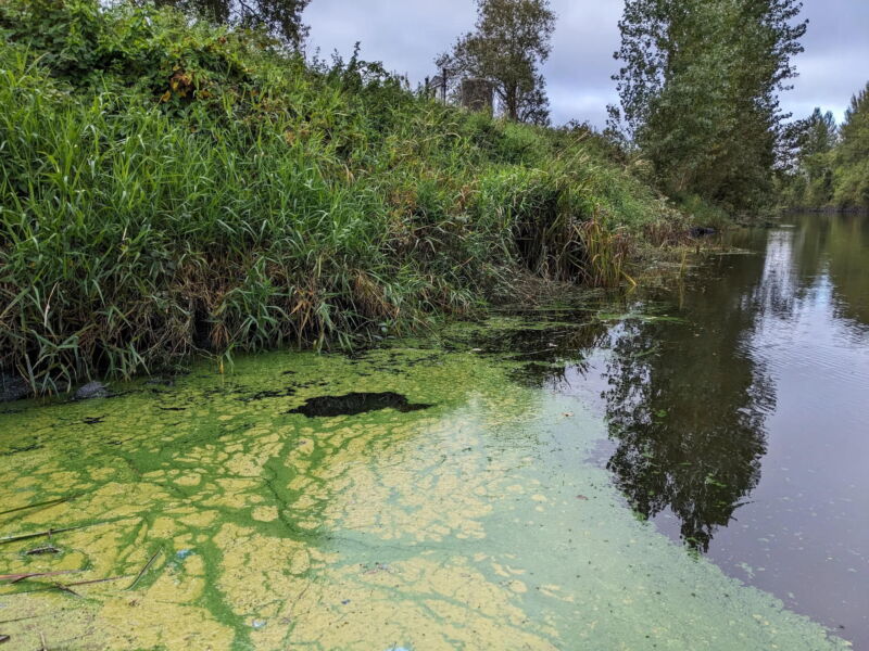 Algae in water