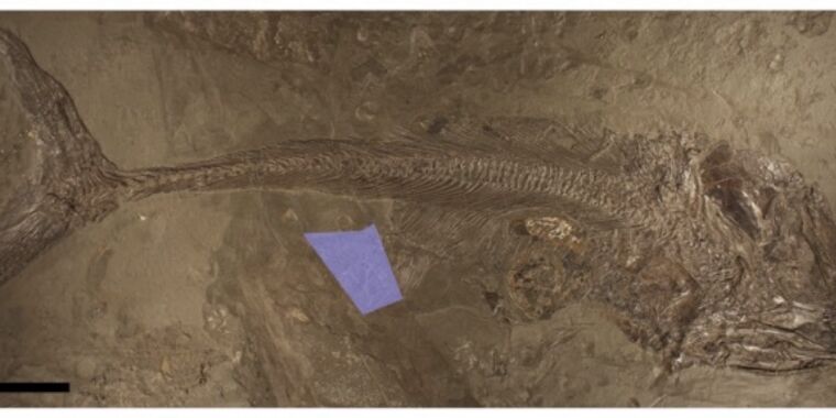 Read more about the article Fish’s huge mistake preserved an uncommon fossil for us