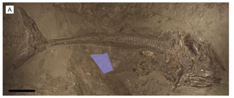 Image of a fossilized fish in brownish rock.
