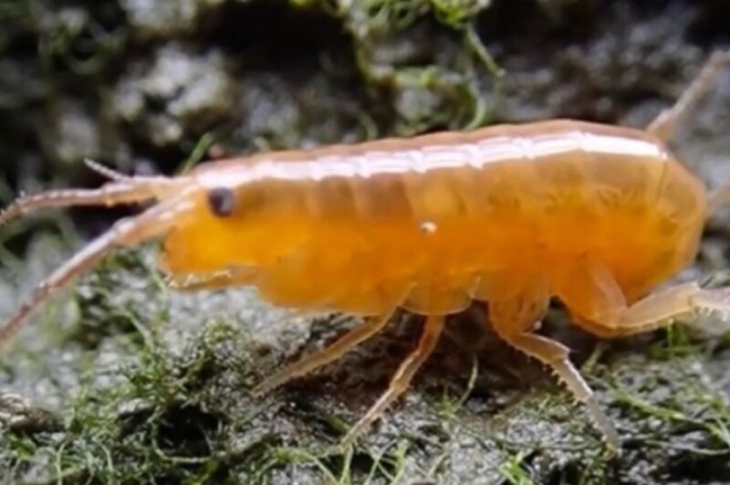 a bright orange shrimp
