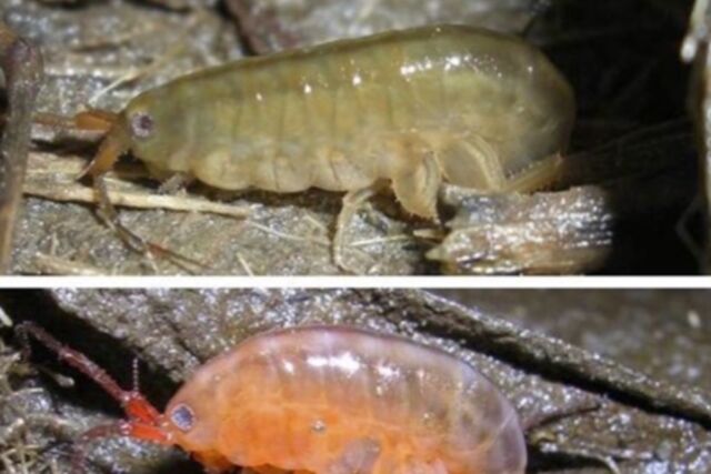 Before and after: Amphipods infected by a parasitic trematode change color from light gray or brown to orange and move into more exposed areas of salt marshes.