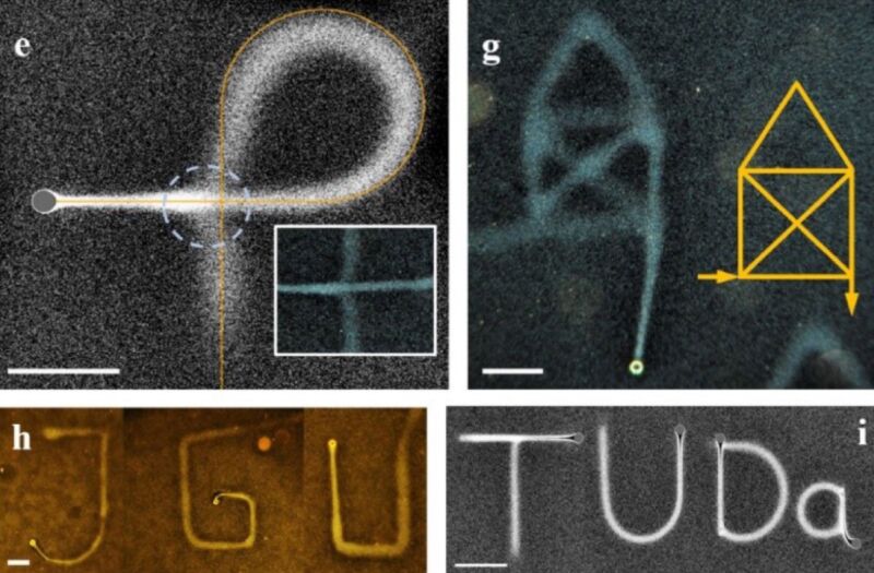 A selection of images drawn in water (linear scales: 250 µm)