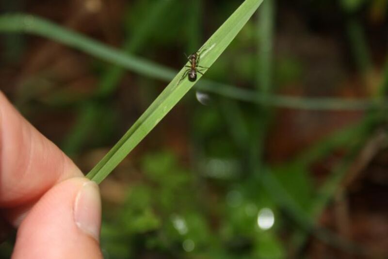 tiny ant on a blade of grass