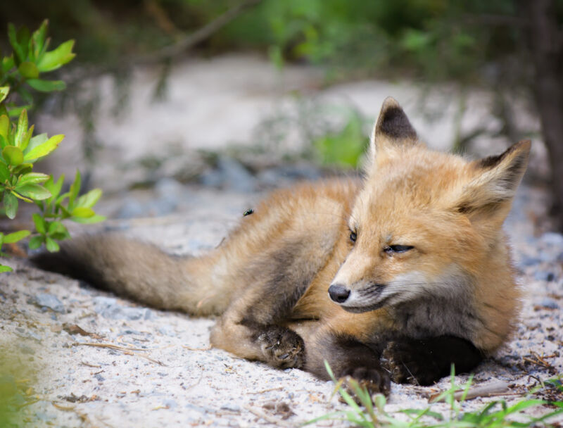 Red fox eyes up a flying bug