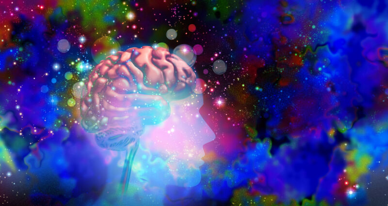 Psychedelic Drugs Flatten the Brain's Dynamic Landscape, Newsroom