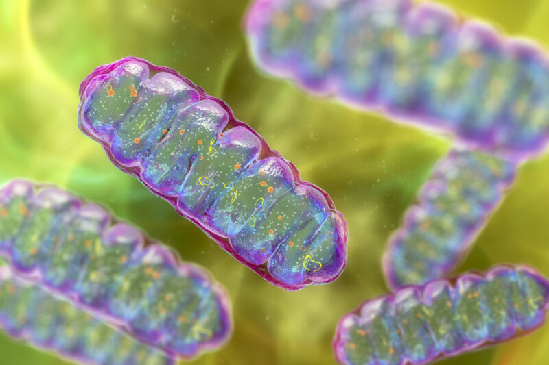 Computer illustration of mitochondria, membrane-bound cellular organelles that produce energy