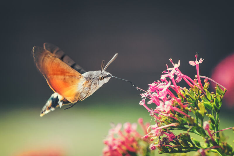 Image of a hummingbird-like moth sipping nectar from a flower.