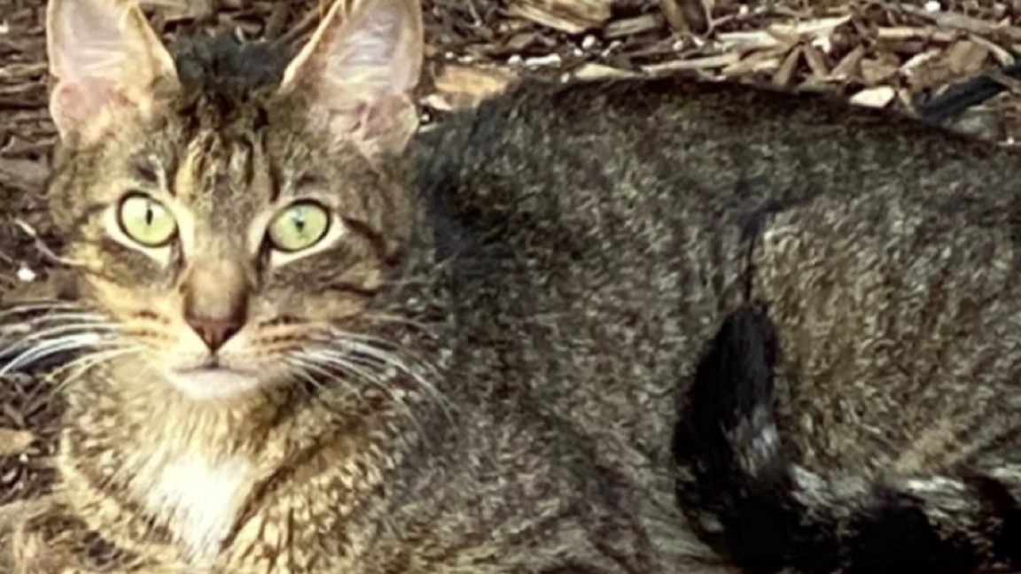 View of We now know how cats purr—why they purr is still up for debate - Ars ...