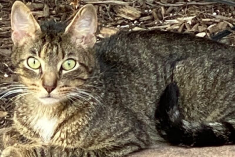 young tabby cat sitting and staring into camera