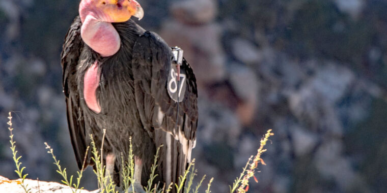 Vaccine may save endangered California condors from succumbing to bird flu